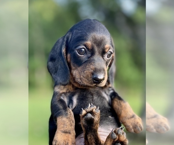 Medium Photo #4 Dachshund Puppy For Sale in WEST PLAINS, MO, USA