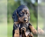 Small Photo #4 Dachshund Puppy For Sale in WEST PLAINS, MO, USA