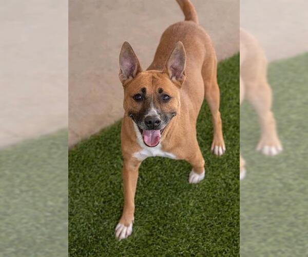 Medium Photo #2 Basenji-Unknown Mix Puppy For Sale in Baytown, TX, USA