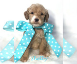 Small Photo #38 Goldendoodle Puppy For Sale in DEMOPOLIS, AL, USA