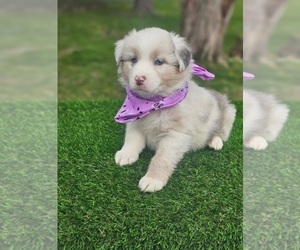 Australian Shepherd Puppy for sale in INDIANAPOLIS, IN, USA