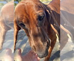 Small Photo #2 Mutt Puppy For Sale in Elmsford, NY, USA