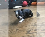 Small Photo #17 Boston Terrier Puppy For Sale in BROOMFIELD, CO, USA