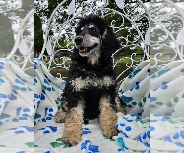 Medium Photo #1 Poodle (Miniature) Puppy For Sale in WHITEWATER, WI, USA