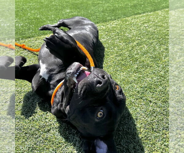 Medium Photo #3 Mutt Puppy For Sale in Salinas, CA, USA