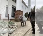 Small Photo #22 Great Dane Puppy For Sale in BOW, NH, USA