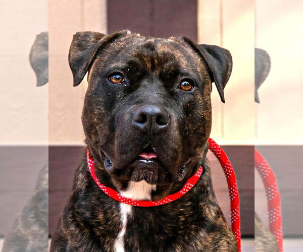 Medium Photo #1 American Staffordshire Terrier-Unknown Mix Puppy For Sale in Lake Forest, CA, USA