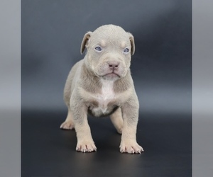 American Bully Puppy for sale in CHAMPAIGN, IL, USA