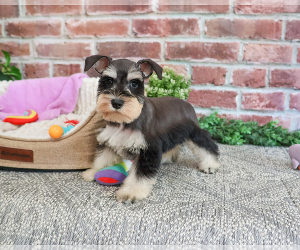 Medium Photo #4 Schnauzer (Miniature) Puppy For Sale in SYRACUSE, IN, USA