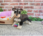 Small #3 Schnauzer (Miniature)