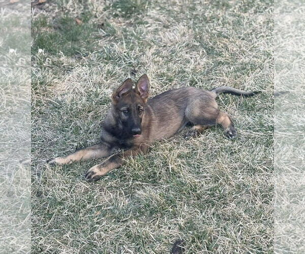 Medium Photo #5 German Shepherd Dog Puppy For Sale in Gretna, NE, USA