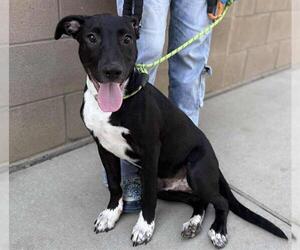 Mutt Dogs for adoption in Modesto, CA, USA