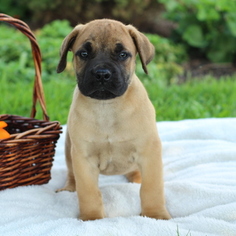 Boerboel Puppy for sale in GAP, PA, USA