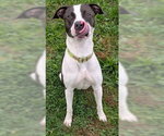 BLIP - Male Mutt Dog for Adoption - Small photo