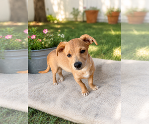 Dachshund Dogs for adoption in Menifee, CA, USA