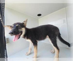 German Shepherd Dog-Unknown Mix Dogs for adoption in Houston, TX, USA