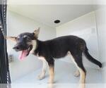 Small German Shepherd Dog Mix