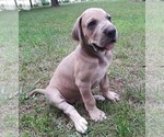 Small Photo #4 Great Dane Puppy For Sale in HULBERT, OK, USA