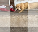 Puppy Light Pink Labrador Retriever