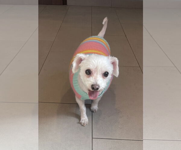 Medium Photo #7 Bichon Frise-Unknown Mix Puppy For Sale in Chester, NJ, USA