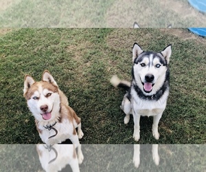Siberian Husky Puppy for sale in SANGER, CA, USA