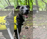 Small #44 American Pit Bull Terrier Mix