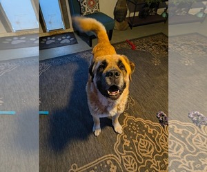 Mastiff-Saint Bernard Mix Dogs for adoption in MIDWAY, UT, USA