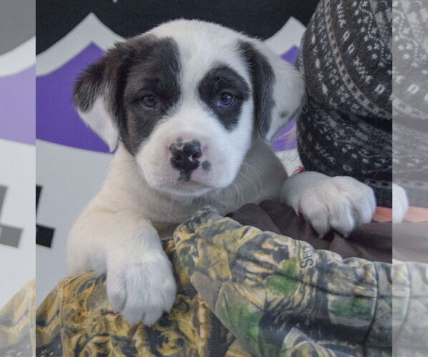 Medium Photo #5 American Bulldog-Unknown Mix Puppy For Sale in Huntley, IL, USA