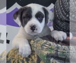 Small #4 American Bulldog Mix