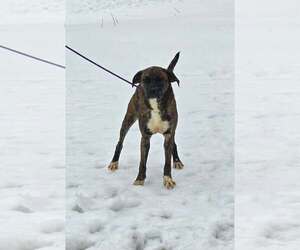 Lily - Female Boxer-Unknown Mix Dog for Adoption - Photo #10