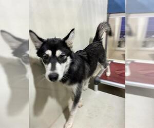 Siberian Husky Dogs for adoption in Bakersfield, CA, USA