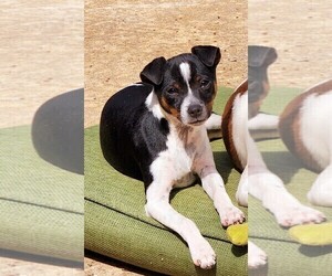 Chihuahua Puppy for sale in MOUNT AIRY, NC, USA