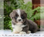 Small #2 Shih Tzu