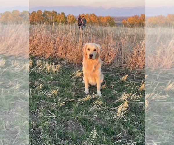 Medium Photo #1 Golden Retriever Puppy For Sale in BOZEMAN, MT, USA