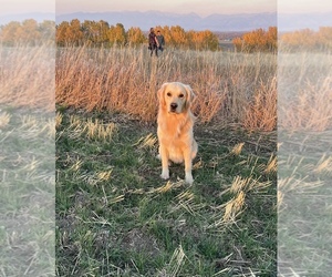 Father of the Golden Retriever puppies born on 05/28/2025