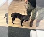 Small Staffordshire Bull Terrier Mix
