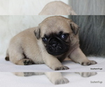 Small Photo #28 Pug Puppy For Sale in WINNSBORO, TX, USA