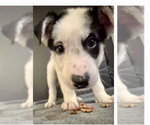 Small #3 Siberian Husky Mix