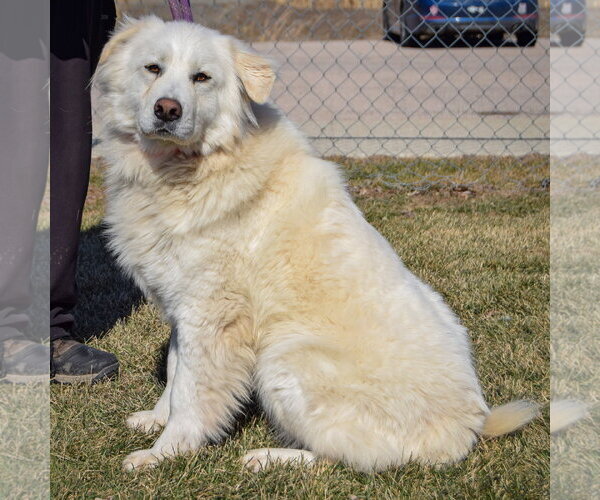 Medium Photo #3 Great Pyrenees Puppy For Sale in Huntley, IL, USA