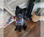 Small #1 Chow Chow