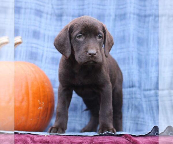 Medium Photo #3 Labrador Retriever Puppy For Sale in ELLIOTTSBURG, PA, USA