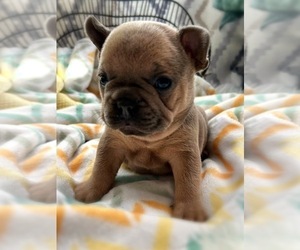 Medium French Bulldog