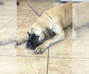 Mastiff Dogs for adoption in Goodyear, AZ, USA