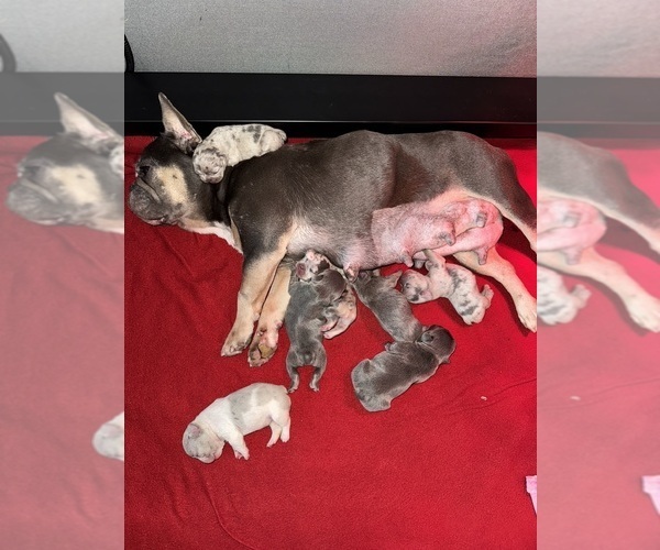 Medium Photo #27 French Bulldog Puppy For Sale in HILTON, NY, USA