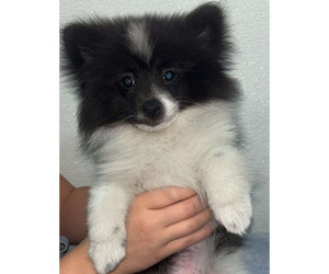 Pomeranian Puppy for sale in BOISE, ID, USA