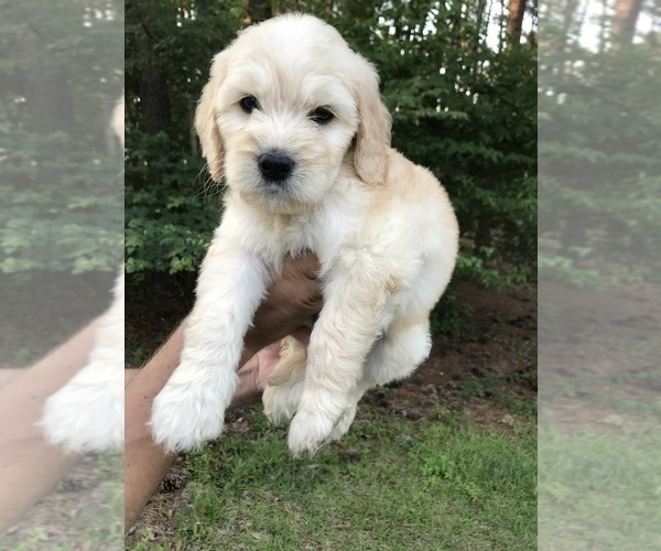 Medium Photo #9 Goldendoodle Puppy For Sale in PINEHURST, NC, USA