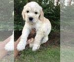 Small Photo #9 Goldendoodle Puppy For Sale in PINEHURST, NC, USA