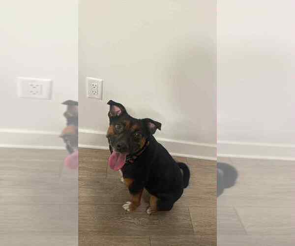 Medium Photo #5 Mutt Puppy For Sale in Springdale, PA, USA