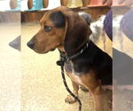 Small #3 Beagle