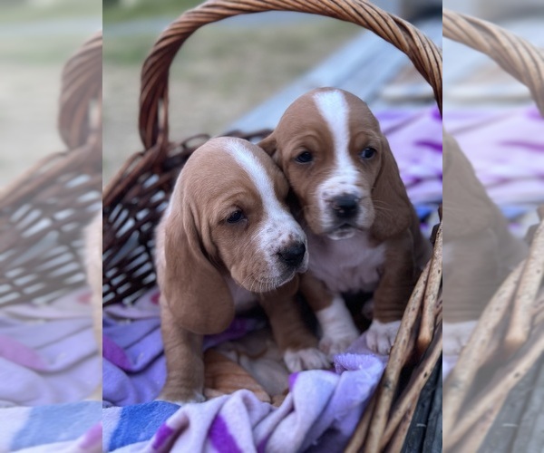 Medium Photo #3 Basset Hound Puppy For Sale in ORLAND, CA, USA